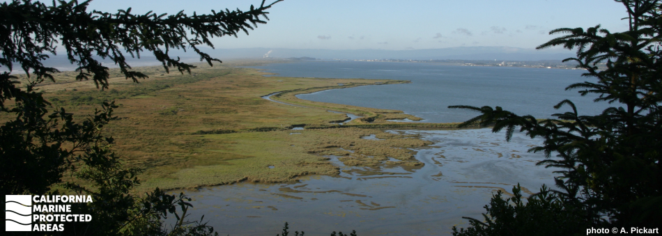 view of estuary with trees in foreground